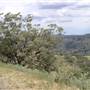 Road from Coolah Tops to Coolah