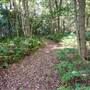 Red Cedar Flat picnic area