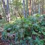 Red Cedar Flat picnic area