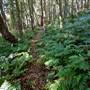 Red Cedar Flat picnic area