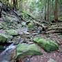 Red Cedar Flat picnic area