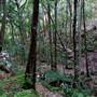 Red Cedar Flat picnic area