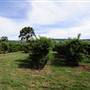 Watkins Orchard (Mandarin & Cumquat)