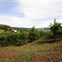 Watkins Orchard (Mandarin & Cumquat)