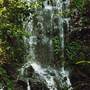 Tristania Falls - Dorrigo National Park
