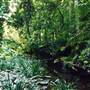 Way Way State Forest