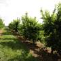 Watkins Orchard (Mandarin & Cumquat)