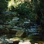 Way Way State Forest