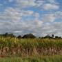 Tweed Valley 2 of 2