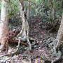 Killen Falls