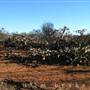 Broken Hill