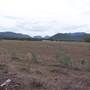 Baradine to Coonabarabran road