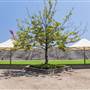 Sydney Showground - Amenities