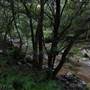 Minnamurra Rainforest Walk