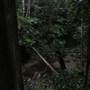 Minnamurra Rainforest Walk