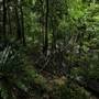 Minnamurra Rainforest Walk
