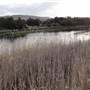 Lake Illawarra North-Budjong Creek Wetland
