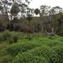 Narrabeen