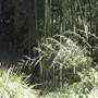 Private Properties - Bamboo, Jungle, Exotic, Forest