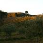 Hopeful Ranch Olive Farm File 1