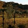 Hopeful Ranch Olive Farm File 1
