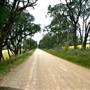 Hopeful Ranch Olive Farm File 5 Roads