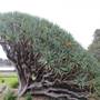 Maiden Theatre - Royal Botanic Garden Sydney