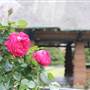 Rose Garden & Pavilion - Royal Botanic Garden Sydney