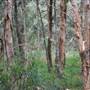 Centennial Park - Ash Paddock