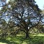 Centennial Park - Cannon Triangle