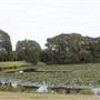 Centennial Park - Lachlan Reserve