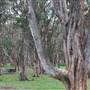 Centennial Park - Lachlan Reserve