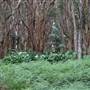 Centennial Park - Lachlan Swamp