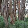 Centennial Park - Lachlan Swamp