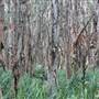 Centennial Park - Lachlan Swamp
