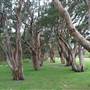 Centennial Park - Lachlan Swamp