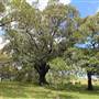 Centennial Park - Mount Steel