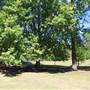 Centennial Park - Musgrave Pond