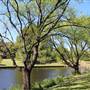 Centennial Park - Musgrave Pond