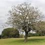 Centennial Park - Paperbark Grove