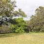 Centennial Park - Paperbark Grove