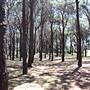 Centennial Park - Pine Grove