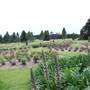 Centennial Park - Rose Garden