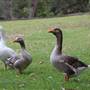 Centennial Park - Frog Hollow