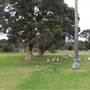 Centennial Park - Frog Hollow