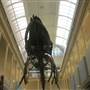 Australian Museum
