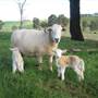 Rainevale Park/Mymms Farm