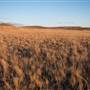 Monaro Plains