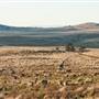 Monaro Plains