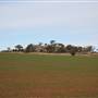 Fields near Ardlethan
